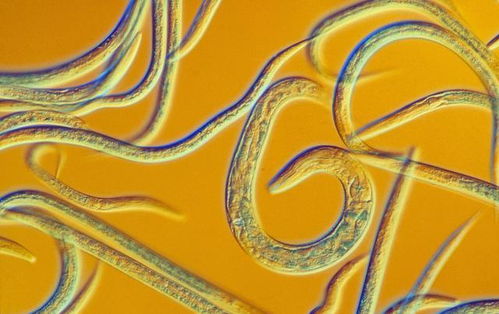 科學(xué)家順利 復(fù)活 2.4萬年前的生物,如果擴(kuò)散,會(huì)有多可怕