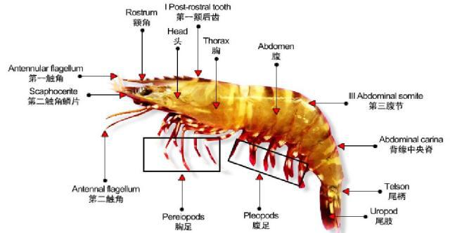 對蝦生物學(xué)如何?又該如何養(yǎng)殖?