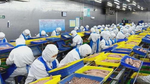 石島創新海洋科技，生物技術助力漁業產業鏈增值