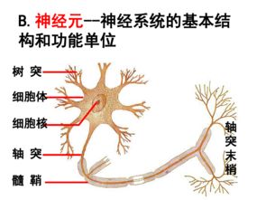 通過神經系統(tǒng)的調節(jié)